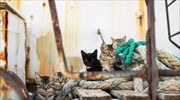Οι γάτες εξαπλώθηκαν ακολουθώντας τους θαλασσοπόρους στα ταξίδια τους