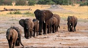 Δραματική πτώση του πληθυσμού ελεφάντων λόγω λαθροθηρίας