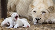 Τρίδυμα λευκά λιονταράκια στη Γερμανία