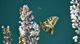Ο μικρόκοσμος του Ναυπλίου