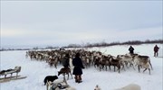 Ρωσία: Πρόταση θανάτωσης 250.000 ταράνδων υπό το φόβο βακτηρίων του άνθρακα