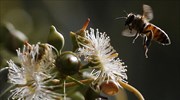 ΗΠΑ: Στα απειλούμενα είδη οι μέλισσες