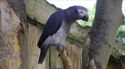 Απαγόρευση του διεθνούς εμπορίου άγριων γκρίζων παπαγάλων