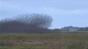Δανία: Τα αποδημητικά πουλιά σκεπάζουν τον ορίζοντα