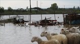 Καταστροφές στην Ηλεία από την κακοκαιρία