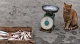Αναμονή για το φαγητό