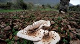 Στιγμιότυπο από τη Δωδώνη Ιωαννίνων