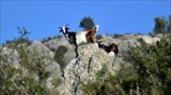 Κατσίκια στο Ναύπλιο
