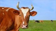 Ολλανδία: Κρατικό σχέδιο μετατροπής περιττωμάτων αγελάδων σε βιοαέριο