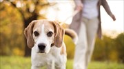Ισπανία: Εντοπισμός των… ένοχων σκύλων μέσω DNA