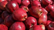Δέσμευση 4,8 τόνων μήλων χωρίς σήμανση