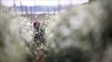 Συγκομιδή μαργαρίτας στο Ανόι