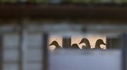 Γρίπη των πτηνών σε αγριόπαπιες στη βόρεια Γαλλία