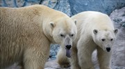 Ο πληθυσμός των πολικών αρκούδων θα μειωθεί κατακόρυφα ως το 2050
