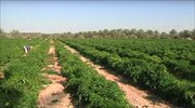 Παραγωγή τεχνητού εδάφους για καλλιέργειες από αγρότες της ερήμου στο Κατάρ