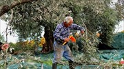 Ενισχύσεις 3,1 εκατ. ευρώ από τον ΕΛΓΑ