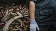 Κίνα: Απαγόρευση του εμπορίου ελεφαντοστού από το 2017