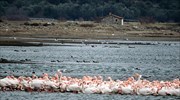 Λέσβος: 1.000 φλαμίνγκο γίνονται… ένα για να αντιμετωπίσουν το κρύο