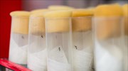 Γενετική τροποποίηση κουνουπιών για την καταπολέμηση μολυσματικών ασθενειών
