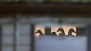 «Θερίζει» η γρίπη των πτηνών στη Βουλγαρία