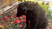 Σκύλος Τούρκου αστυνομικού που σκοτώθηκε στη Σμύρνη τον περιμένει να γυρίσει