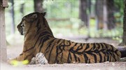 Η κεντρική Ασία είναι έτοιμη να υποδεχθεί ξανά τίγρεις