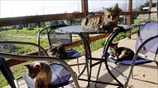 Γατοπαρέα στην Αργολίδα