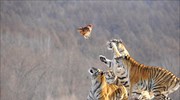 Πάρκο αναπαραγωγής για τίγρεις της Σιβηρίας στην Κίνα