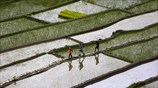 Οι θαυμαστές «βεράντες» των Φιλιππίνων