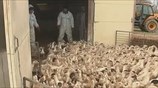 Γαλλία: Στο... «απόσπασμα» οι πάπιες για τον ιό των πτηνών