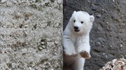 Νεογέννητο αρκουδάκι στον ζωολογικό κήπο Χέλαμπρουν