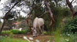 Άλογο στον λόφο του Φιλοπάππου