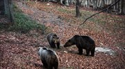 Ξύπνησαν οι αρκούδες στο καταφύγιο του Αρκτούρου