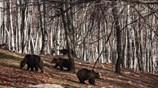 Ξύπνησαν από τον χειμέριο λήθαργο οι αρκούδες στο καταφύγιο του Αρκτούρου
