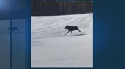 Κολοράντο: Κάνοντας σκι παρέα με μια άλκη