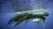 Νορβηγία: Το 90% των φαλαινών που θανατώνονται είναι θηλυκές