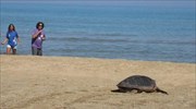Αποκεφάλισαν 10 θαλάσσιες χελώνες στη Νάξο
