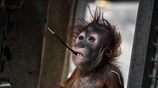 Μικρός ουρακοτάγκος στο ζωολογικό κήπο της Δρέσδης 