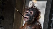 Μικρός ουρακοτάγκος στο ζωολογικό κήπο της Δρέσδης