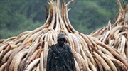 Κίνα: Πτώση της ζήτησης ελεφαντόδοντου