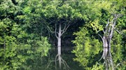 Έρευνα: 9.600 είδη δέντρων απειλούνται με εξαφάνιση