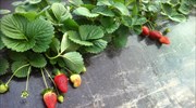 Πειραιάς: Δέσμευση 2 τόνων φράουλας χωρίς σήμανση