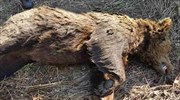 Νεκρή αρκούδα στη Φλώρινα, πιθανότατα δηλητηριασμένη