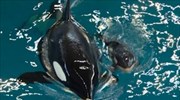 ΗΠΑ: Νεογέννητη όρκα σε πάρκο θαλάσσιων θηλαστικών
