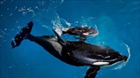 Νεογέννητη όρκα σε πάρκο θαλάσσιων θηλαστικών στο Τέξας