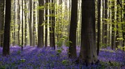 Το «μπλε δάσος» του Βελγίου
