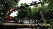 Δέντρο έπεσε πάνω σε Ι.Χ. στην εθνική οδό Χανίων - Ρεθύμνου