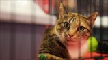 Φεστιβάλ All About Cats