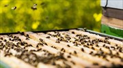 Τα νεονικοτινοειδή φυτοφάρμακα δυσχεραίνουν την ικανότητα πτήσης των μελισσών