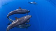 Εκκλήσεις ακτιβιστών για τιμωρία της Δανίας για το κυνήγι φαλαινών στις Νήσους Φερόε